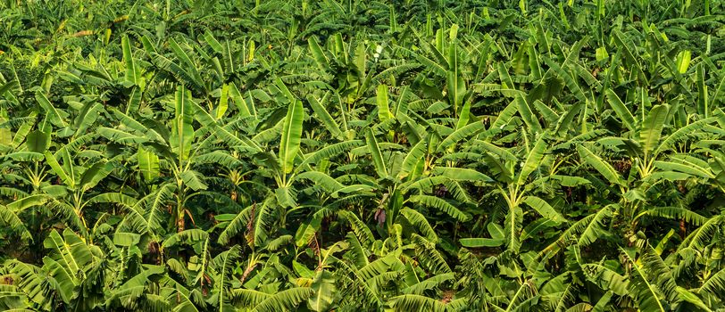 banana fruit palm tree farm organic bananas plantation agriculture green field nature background