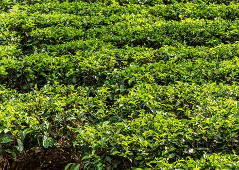 Tea plantations in Sri Lanka Landscape Nuwara Eliya green hills