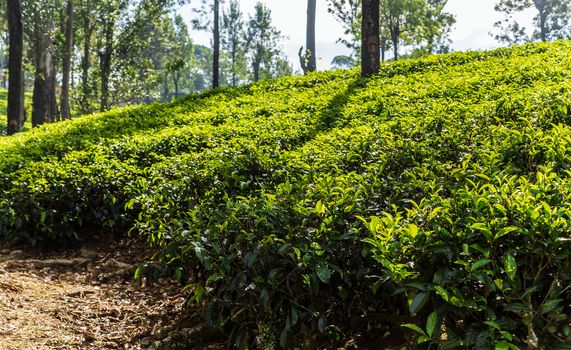 Tea green bush Highlands Sri Lanka. Tea Nuwara Eliya hills valley landscape panoramic view. Green tea bud and fresh leaves. Plantation in Sri Lanka.