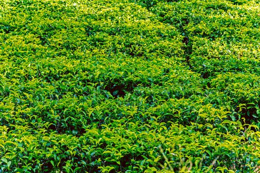 Tea green bush Highlands Sri Lanka. Tea Nuwara Eliya hills valley landscape panoramic view. Green tea bud and fresh leaves. Plantation in Sri Lanka.