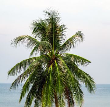 Caribbean Summer background shadow from a coconut tree.