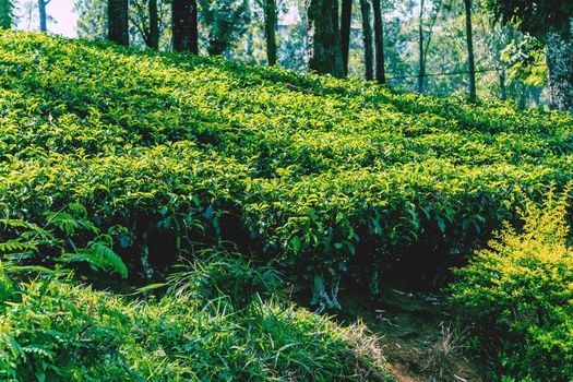 ceylon green tea plantation landscape