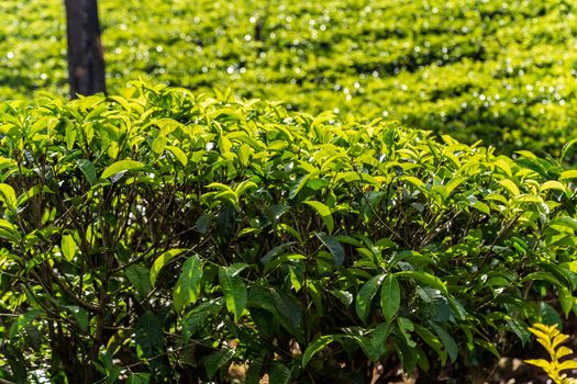 Tea green bush Highlands Sri Lanka. Tea Nuwara Eliya hills valley landscape panoramic view. Green tea bud and fresh leaves. Plantation in Sri Lanka.