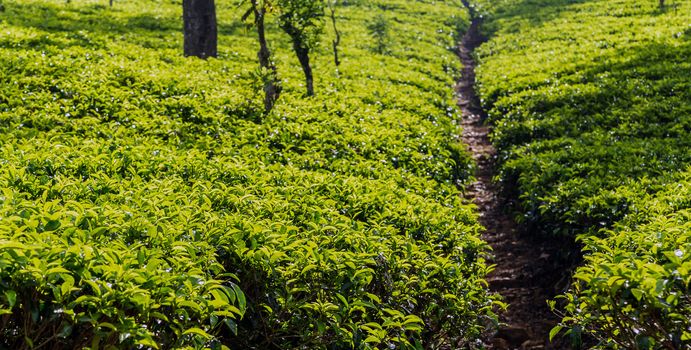 Sri Lanka, Nuwara Eliya Tea green hills valley