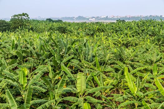 banana fruit palm tree farm organic bananas plantation agriculture green field nature background