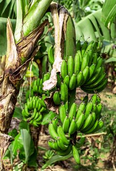 Cutting the banana branches at banana farm. Bananas plantation rainforest background. Organic Crop.