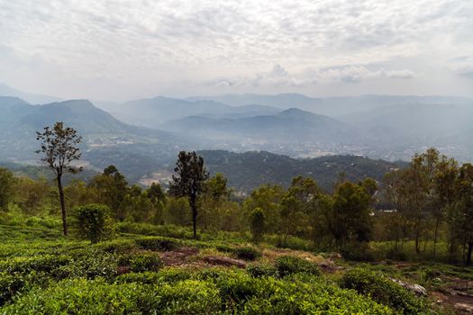 Sri Lanka, Nuwara Eliya Tea green hills valley