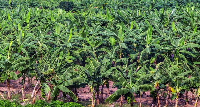 Banana plantation