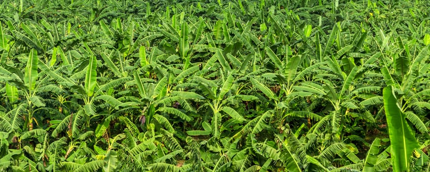 banana fruit palm tree farm organic bananas plantation