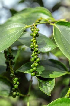 black pepper plant fresh green leaves glow tree