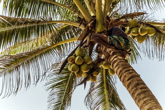 Sri Lanka Golden King coconut plantation. Man Climbing Cocos branch harvester harvests coconut palm tree trunk.