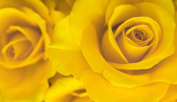 Natural yellow roses sweet color in soft focus style for background