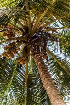 Man Climbing Cocos harvester harvests coconut palm tree trunk. Ceylon Coconut plantation Industry. Coconut trees in Sri Lanka