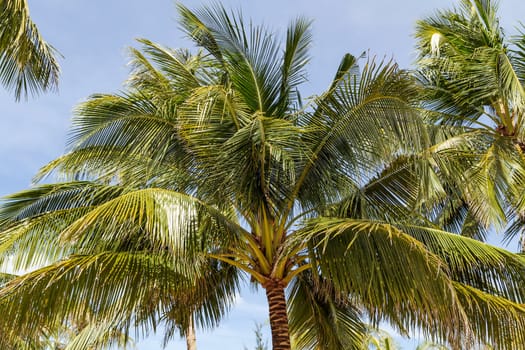 King coconut (Cocos nucifera) fruits Yellow bunches palm coco native to Sri Lanka