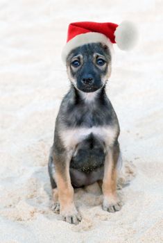 A Vietnamese Phu Quoc Ridgeback Dog in Santa Claus hat Christmas sitting down. New Year's dog is the symbol of the year.
