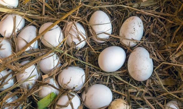 bird nest eggs just laid. hemp straw nest. spring Easter background.