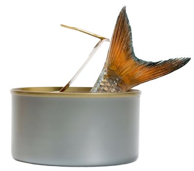 fish christmas carp in Open Tin Can isolated on white background. canned Food, tincan silver