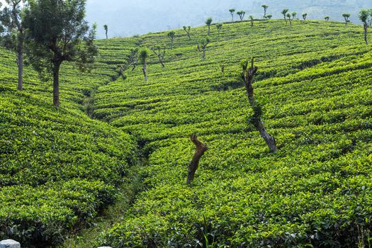 A tea plantation near Nuwara Eliya in a medium altitude area in Sri Lanka