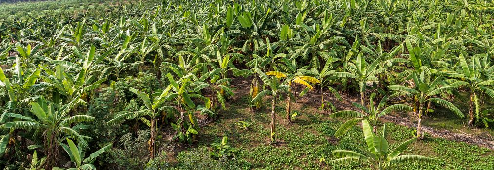 banana fruit palm tree farm organic bananas plantation agriculture green field nature background