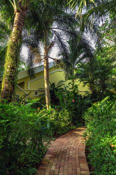 Jungle landscape deep tropical rain forest beach resort shadow from a coconut tree.