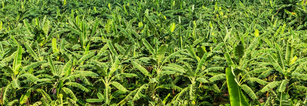 banana fruit palm tree farm organic bananas plantation