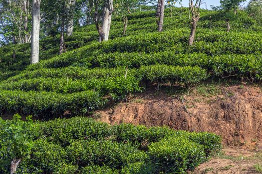 Tea plantation (Dambatenne estates) at about 1800 m above sea level in Haputale, Hill Country in Sri Lanka