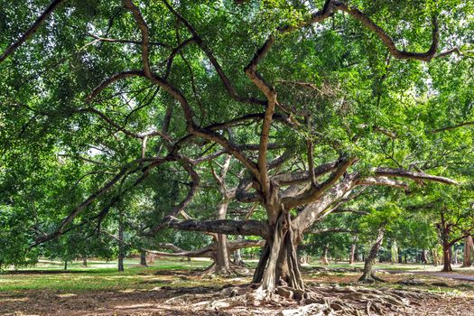Big green tree with root in the rainforest summer sunlight park