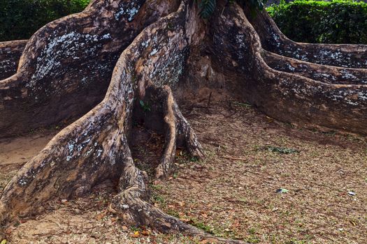 Big tree root in the rainforest, old trees close up roots