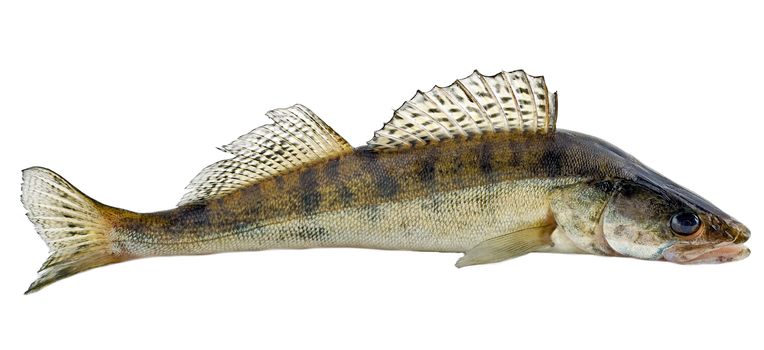 Freshwater raw fish zander isolated on white background