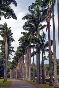 street with big palm trees eco tourism in nature - natural paradise