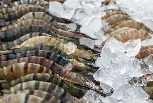 prawn raw shrimp fresh cool on ice background