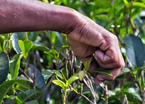 Green tea leaves background, picking tea leaves plantation in Sri Lanka