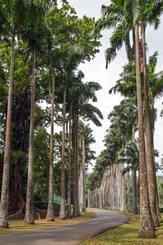 street with palm trees eco tourism in nature - natural paradise