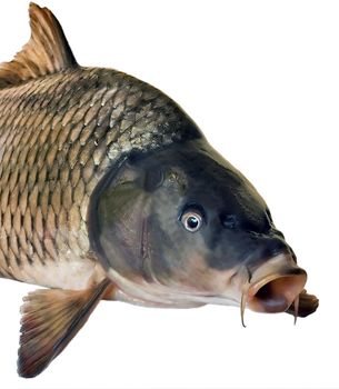 head fish big carp isolated on white background