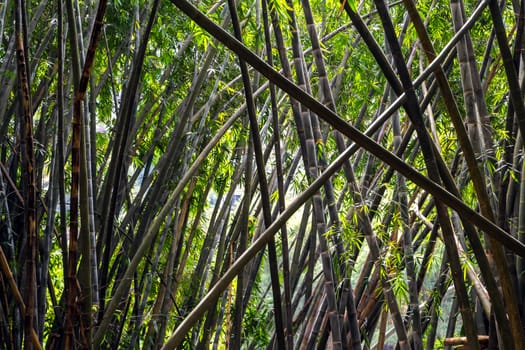 Growing Green natural bamboo forest background
