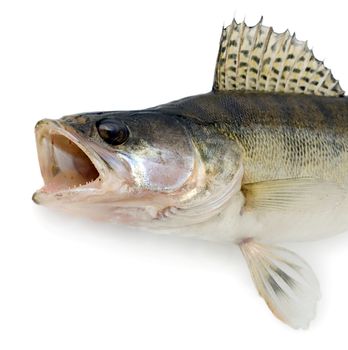 Walleye or Zander Ravenous monster fish isolated over white background