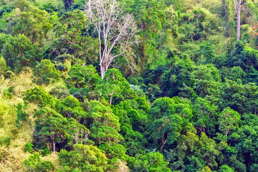 rainforest jungle green nature forest tropical tree