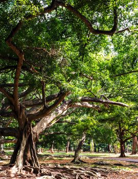 Green tree with root in park - Rainy forest