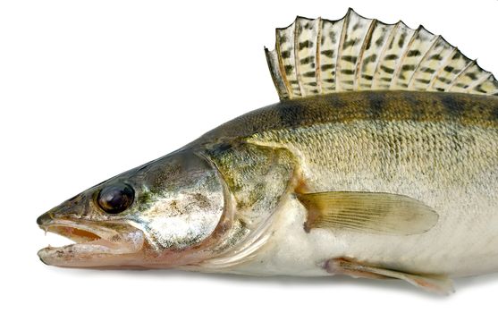 walleye zander fish from the side. Live fish with flowing fins. River fish isolated on white background