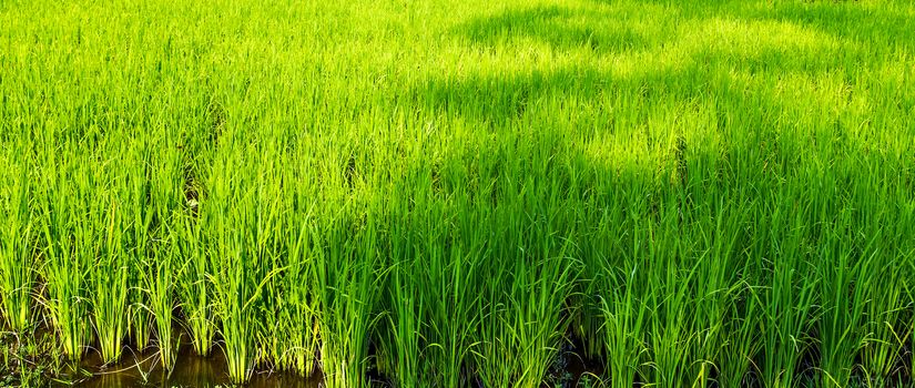 Rice cultivation paddy green field background