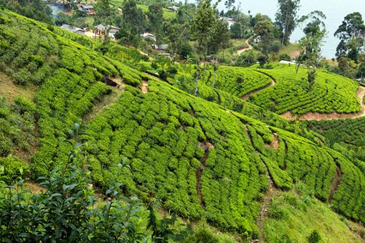 Green tea leaves background, mountain tea bushes plantation in Hatton, Sri Lanka