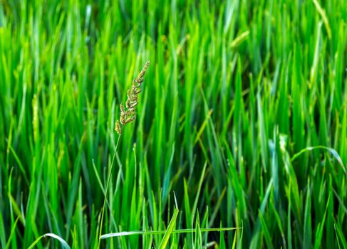Green agricultural land Rice terraces, plantation, farm.