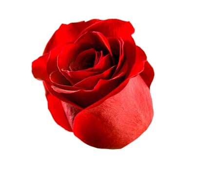flower rose red isolated on white background