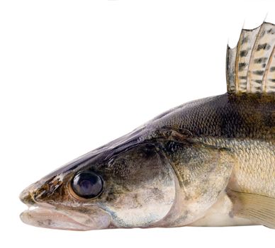Zander Fish Scales and Fin pike perch close-up isolated on white background.