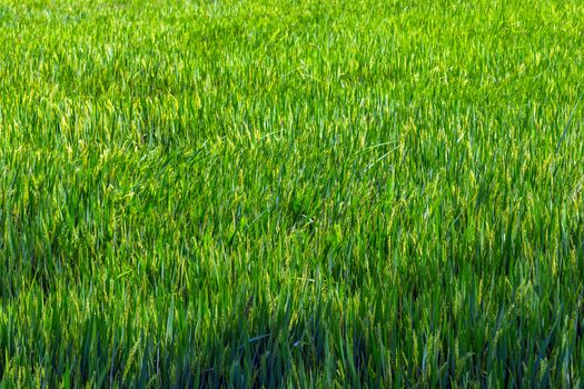 Green Rice fields, terraces, plantation, farm natural organic paddy