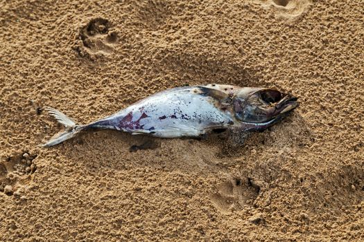 Dead fish on sand beach catastrophe ecological