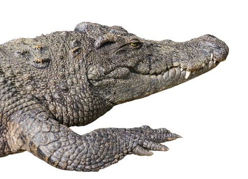 crocodile open eye dangerous predator, isolated white background, Crocodylus Niloticus