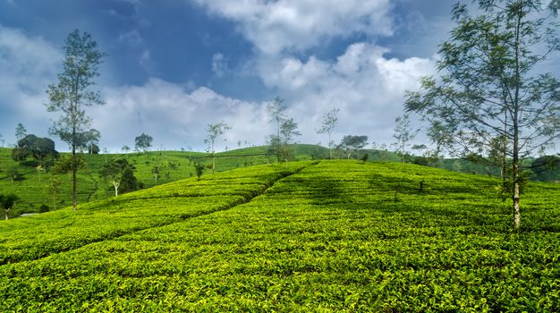 Green Tea sunlight plantations Landscape fields in Sri Lanka