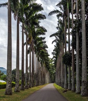 big palm trees eco tourism in nature - natural paradise