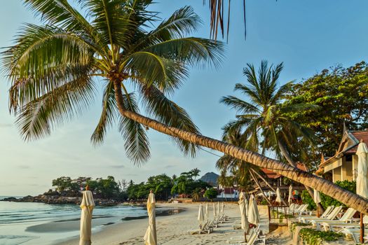 Coconut Palm tree on the Tropical beach with sand, summer holiday background - Summer nature scene.